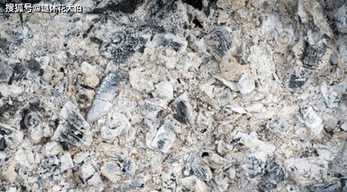 木炭灰怎樣養(yǎng)花