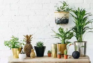 養(yǎng)花是什么心理