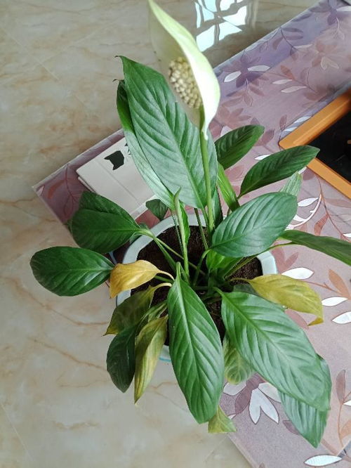 怎么樣養(yǎng)花花才不會枯萎