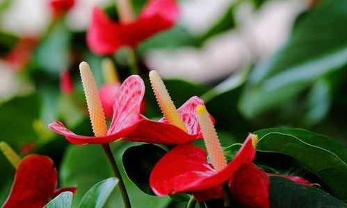 養(yǎng)花的關(guān)鍵句是什么