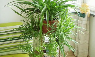 養(yǎng)花吊籃有什么作用