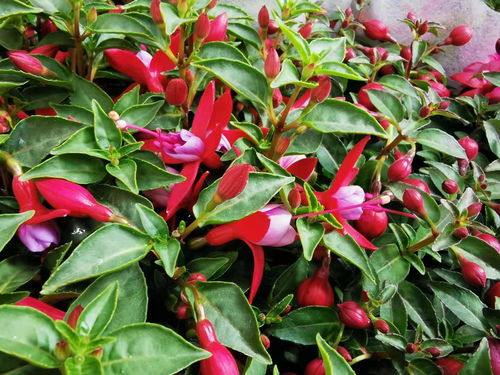 養(yǎng)花用什么肥料最好并且驅(qū)蟲