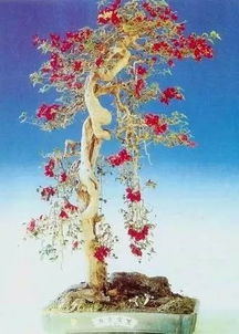 一級養(yǎng)花感想