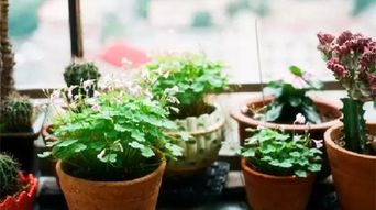 養(yǎng)花觀察記錄和感言