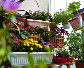 養(yǎng)花種花的心情