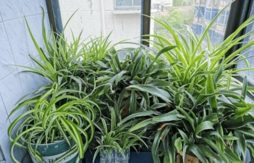 養(yǎng)花土壤過(guò)濕處理