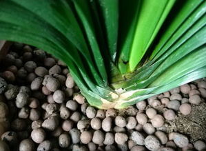 什么東西可做養(yǎng)花肥料