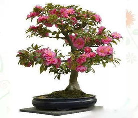 水養(yǎng)花定值藍(lán)多少錢一個