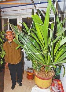 喜好君子蘭的養(yǎng)花人不在少數(shù)