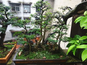 養(yǎng)花帶來了哪些歡樂