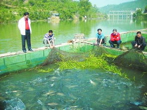 魚塘養(yǎng)花鰱畝產(chǎn)多少斤