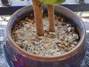 雞蛋殼養(yǎng)花的標(biāo)題