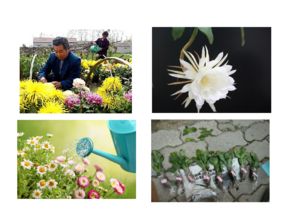 《養(yǎng)花》一文的作者是著名