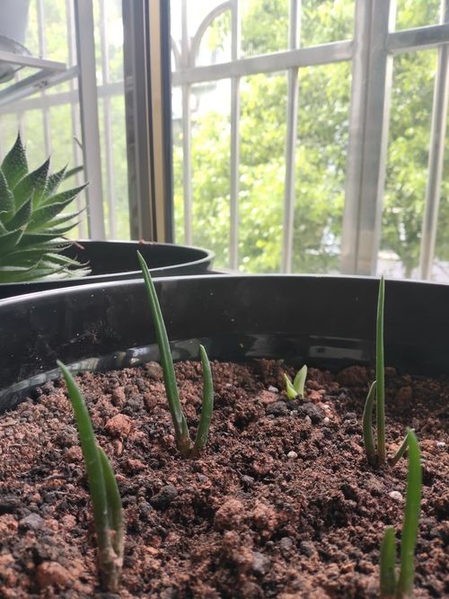 水仙上的泥土能養(yǎng)花嗎