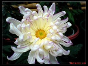 人教版養(yǎng)花的作者是誰