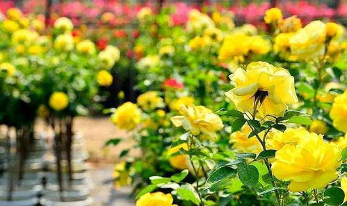 槐樹葉土養(yǎng)花好嗎