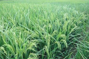 水稻養(yǎng)花灌漿需要多長時間啊