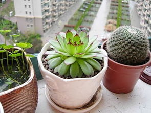 陶粒養(yǎng)花要敲碎嗎