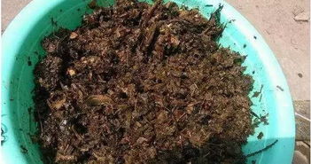 煎過中藥渣可以用作養(yǎng)花肥料