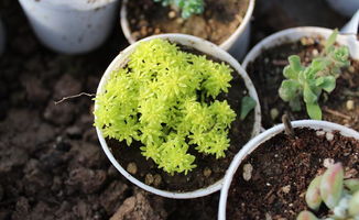 煤球養(yǎng)花可好