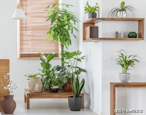 自來水養(yǎng)花好還是涼白開好