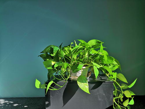 養(yǎng)花破折號作用