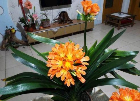 水中養(yǎng)花如何促進根部生長