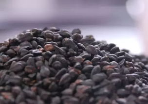 黑苦蕎泡完后能養(yǎng)花嗎