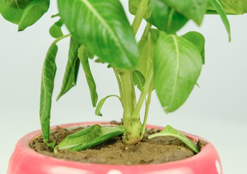 養(yǎng)花堿太大怎么辦