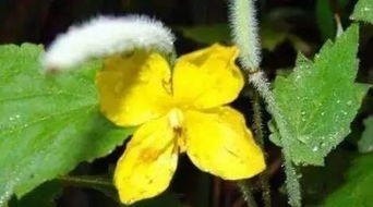 人血蛋白養(yǎng)花