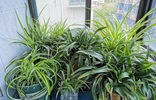 買的養(yǎng)花土生蟲嗎