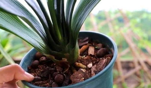 夏天水養(yǎng)花根怎么不發(fā)霉