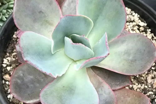 建筑工地的沙子養(yǎng)花