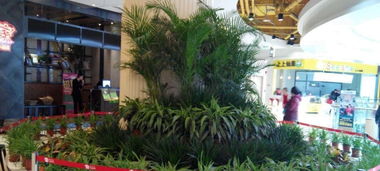 可以用花藍養(yǎng)花嗎