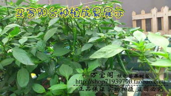 雞糞如何發(fā)酵養(yǎng)花