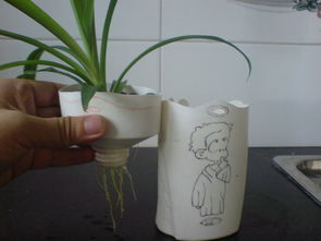 釘子放在水養(yǎng)花里