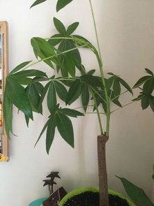 給養(yǎng)花人起名字