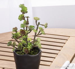 辦公室養(yǎng)花驅(qū)蟲(chóng)