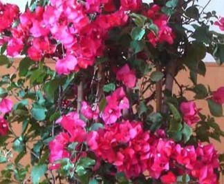 養(yǎng)花液體肥用多少