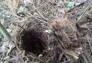 楓樹皮可以養(yǎng)花嗎