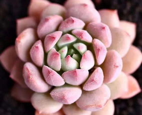 城里養(yǎng)花沒肥料