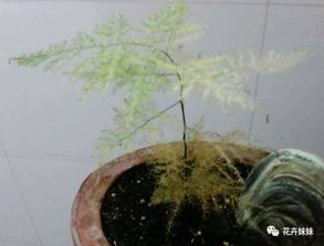 德國養(yǎng)花有什么不同