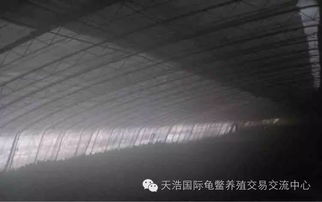 家庭怎樣飼養(yǎng)花雜草龜