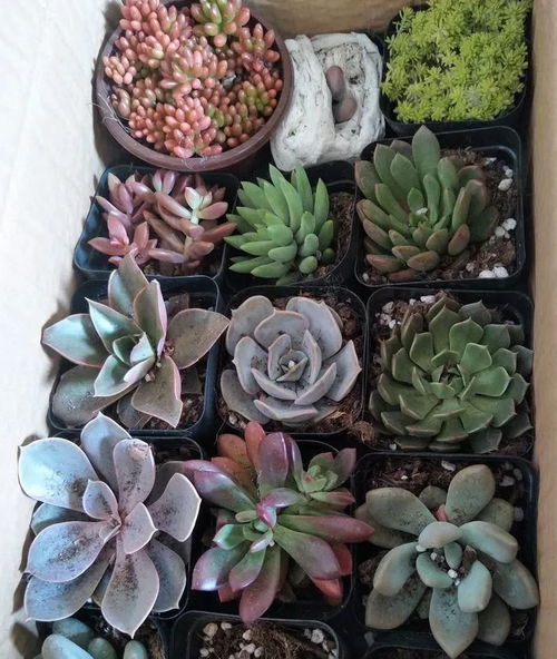 椰磚加麥飯石養(yǎng)花