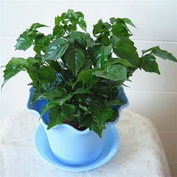 上?？諝鉂穸却箴B(yǎng)花咋預(yù)防