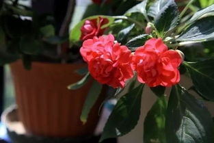 秋冬季養(yǎng)花什么比較好