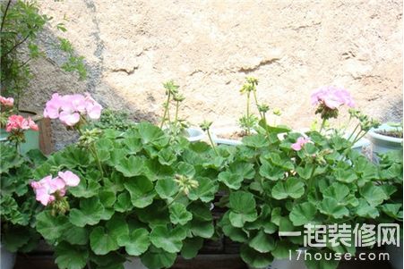 養(yǎng)花知識技巧之澆花常用方法