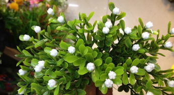 養(yǎng)花采用什么營(yíng)養(yǎng)水比較好