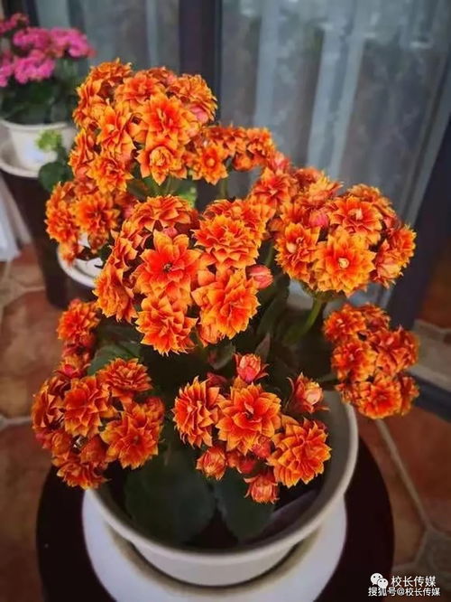 養(yǎng)花如養(yǎng)孩心得