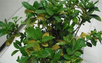 想找一下養(yǎng)花用小藥片的文章